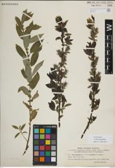 Foto von Salix myrsinifolia Salisb.